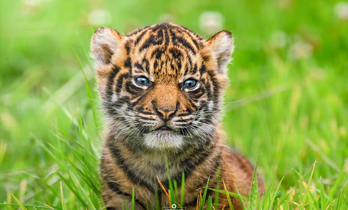 Maddox The Tiger Cub